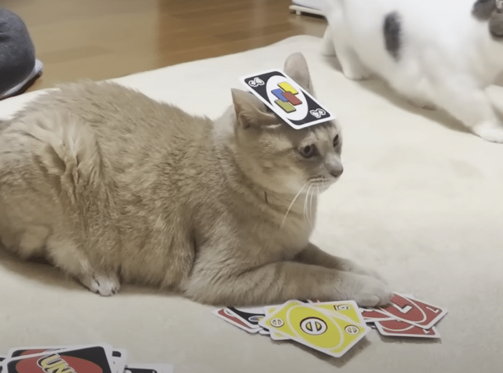 家族でUNOをしていると 「元締め猫」が登場！ 仕切りたがる猫さんが可愛すぎ。