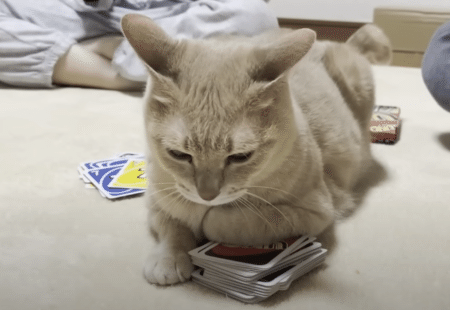 家族でUNOをしていると 「元締め猫」が登場！ 仕切りたがる猫さんが可愛すぎ。