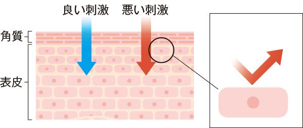 刺激の良し悪しを細胞の中で判断／良い刺激／悪い刺激