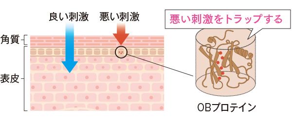 肌の表面で悪い刺激を判断して侵入を回避／良い刺激／悪い刺激／OBプロテイン／悪い刺激をトラップする