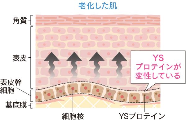 老化した肌／YSプロテインが変性している
