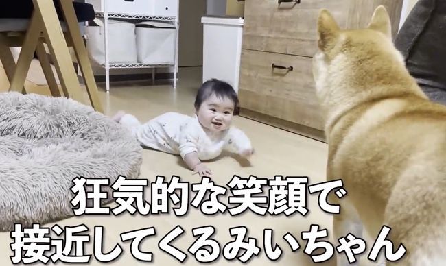 赤ちゃんがはいはいで接近中。わんこの反応がかわいすぎ