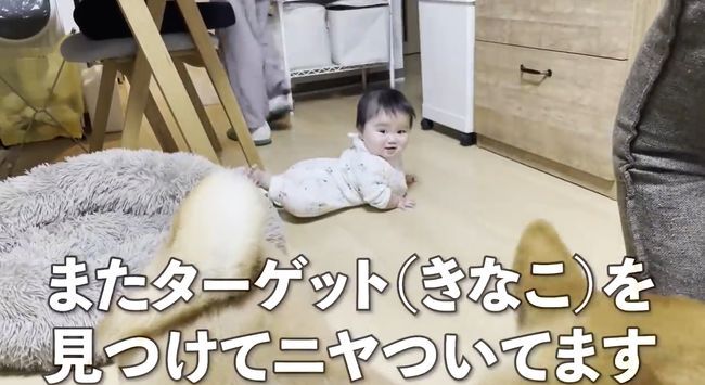 赤ちゃんがはいはいで接近中。わんこの反応がかわいすぎ