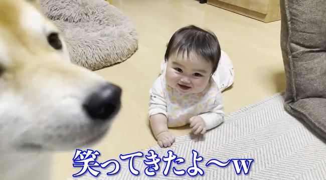 赤ちゃんがはいはいで接近中。わんこの反応がかわいすぎ