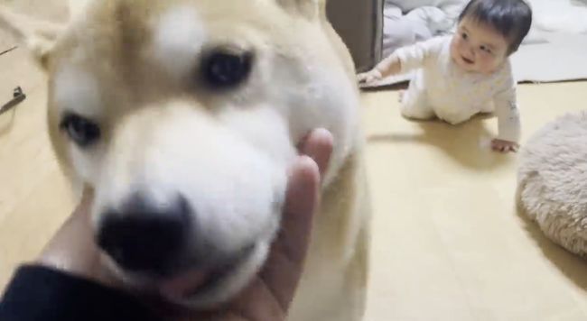 赤ちゃんがはいはいで接近中。わんこの反応がかわいすぎ