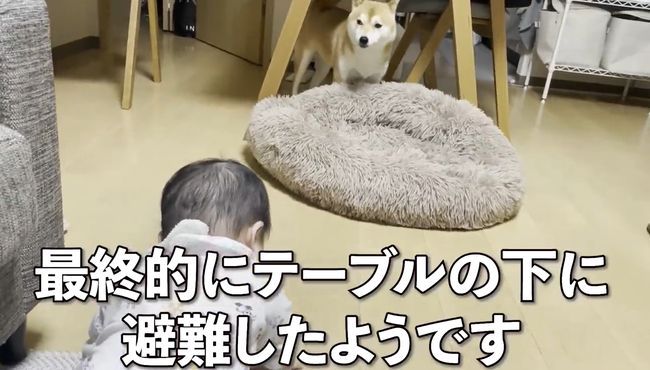 赤ちゃんがはいはいで接近中。わんこの反応がかわいすぎ