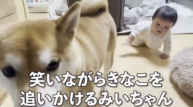 赤ちゃんがはいはいで接近中。わんこの反応がかわいすぎ