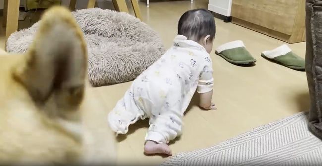 赤ちゃんがはいはいで接近中。わんこの反応がかわいすぎ