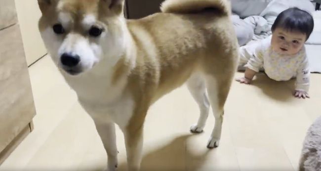赤ちゃんがはいはいで接近中。わんこの反応がかわいすぎ