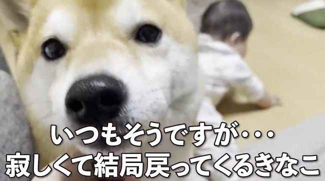 赤ちゃんがはいはいで接近中。わんこの反応がかわいすぎ