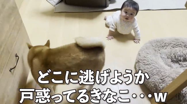 赤ちゃんがはいはいで接近中。わんこの反応がかわいすぎ