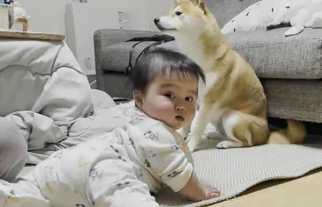 赤ちゃんがはいはいで接近中。わんこの反応がかわいすぎ
