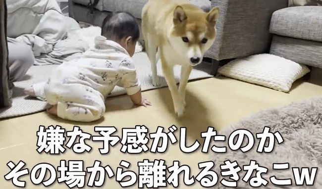 赤ちゃんがはいはいで接近中。わんこの反応がかわいすぎ！！！