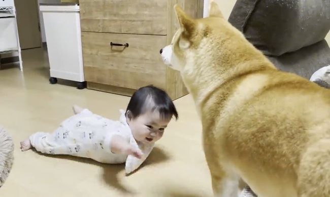 赤ちゃんがはいはいで接近中。わんこの反応がかわいすぎ