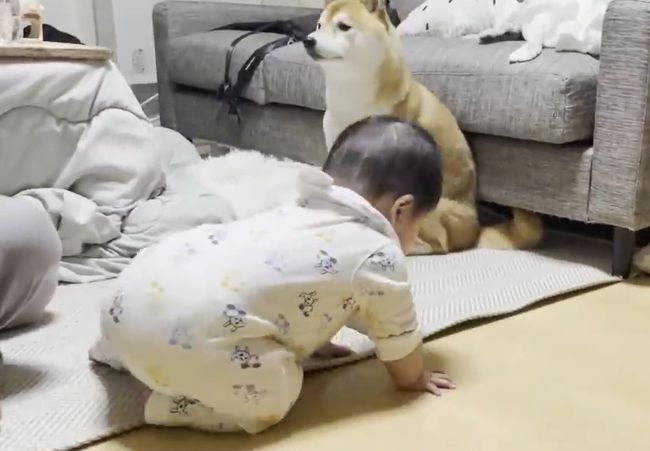 赤ちゃんがはいはいで接近中。わんこの反応がかわいすぎ