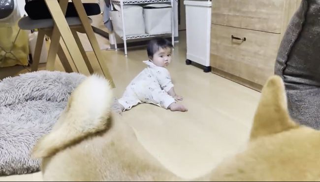 赤ちゃんがはいはいで接近中。わんこの反応がかわいすぎ