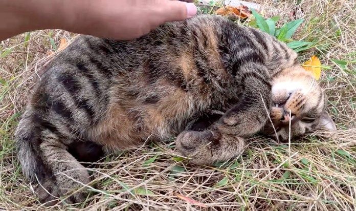 イビキをかいて眠る猫