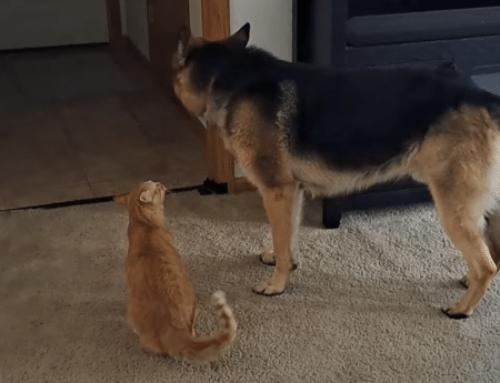 猫「犬だけ楽しそうでズルイ！」 おもちゃに嫉妬して大ゲンカ？