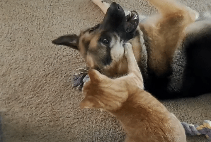 猫「犬だけ楽しそうでズルイ！」 おもちゃに嫉妬して大ゲンカ？