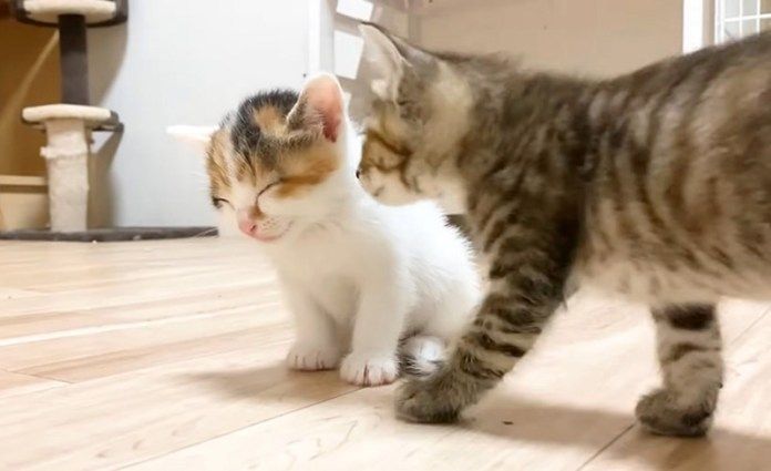 子猫が気になる兄弟