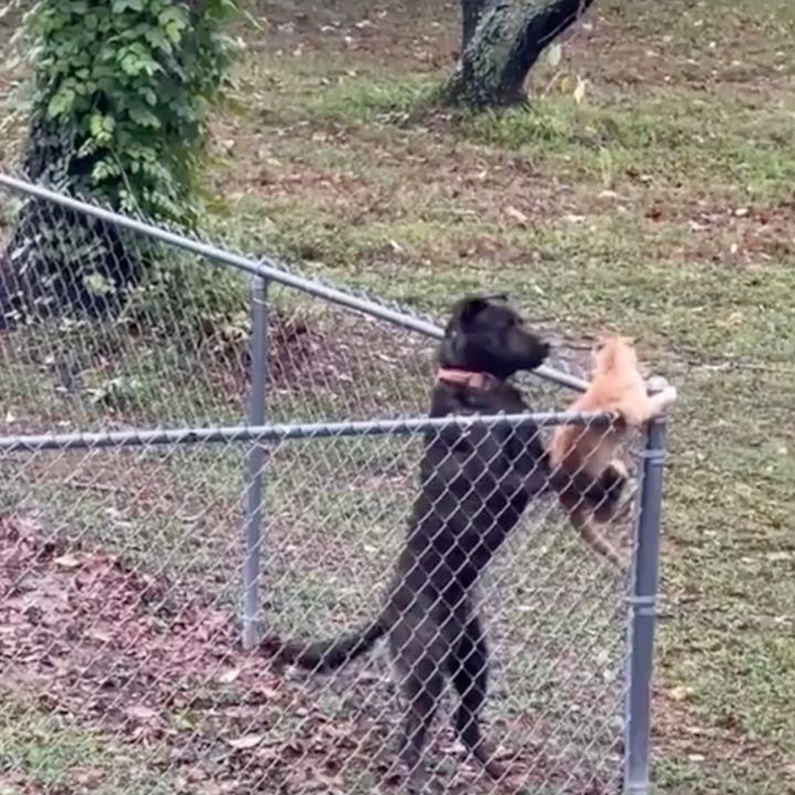 束縛されない自由を求める茶白猫、犬に阻まれ柵から出られず