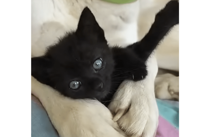 犬さんの大きな手が落ち着く♡ 温めてもらって幸せそうな子猫さん。