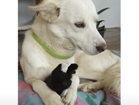 犬さんの大きな手が落ち着く♡ 温めてもらって幸せそうな子猫さん。