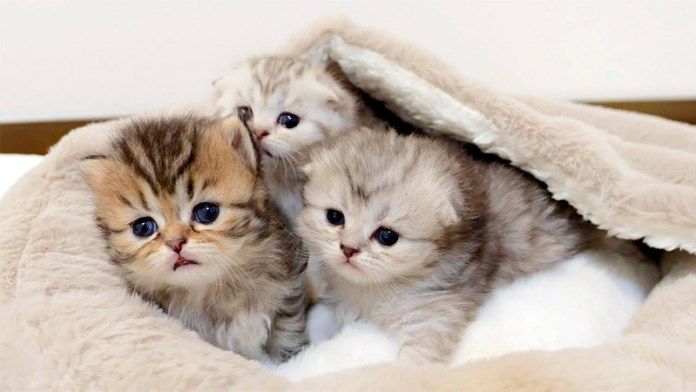 ベッドに運ばれた子猫達