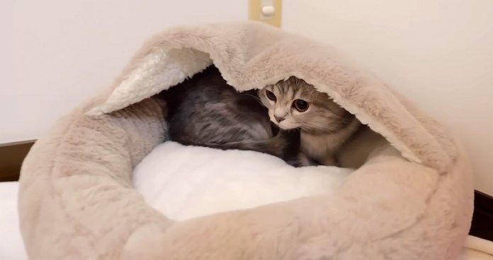 ベッドを占領する母猫