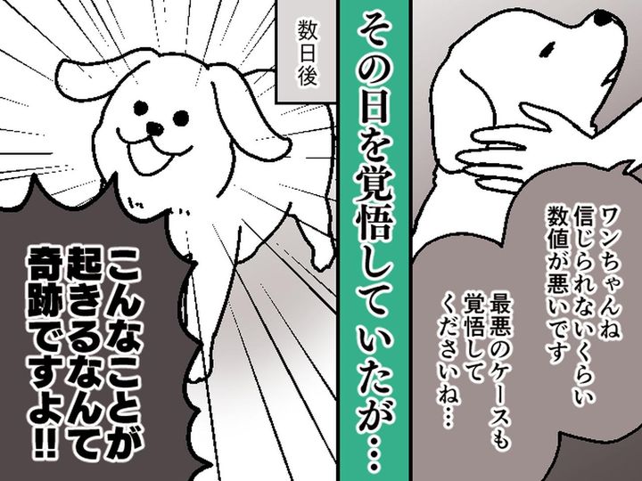 画像: 医者「生きているのが信じられない」即入院を告げられた高齢の愛犬が起こした【奇跡】の数々