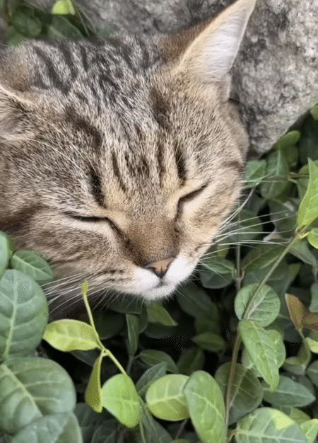 子猫が岩に挟まっている!? 心配して見に行くと