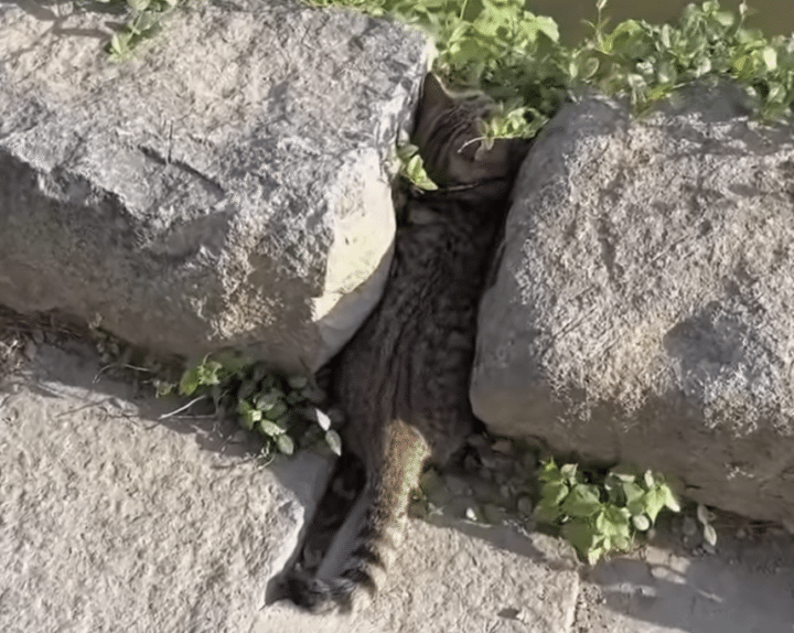 子猫が岩に挟まっている!? 心配して見に行くと