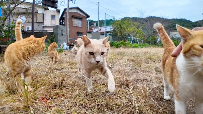 茶トラ猫小学校に登校してくる猫達