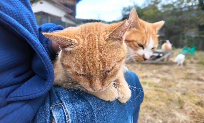 膝の上でくつろぐ猫達