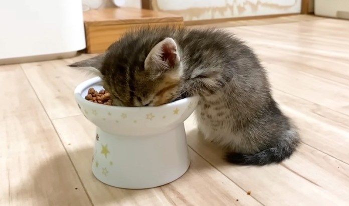 ご飯の途中で寝落ちした子猫