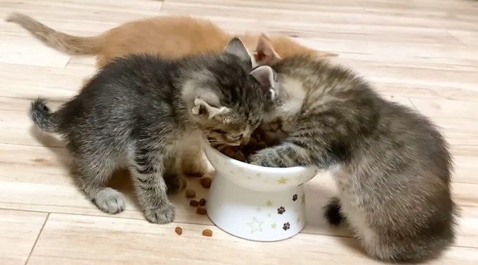 ご飯を食べる子猫達