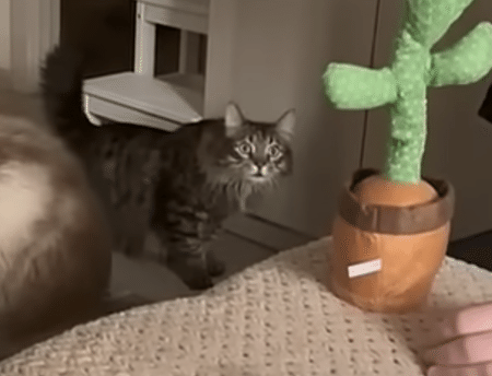 動くおもちゃを見た時、犬と猫でこんなに反応が違う！