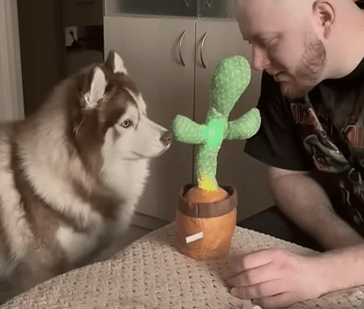 動くおもちゃを見た時、犬と猫でこんなに反応が違う！