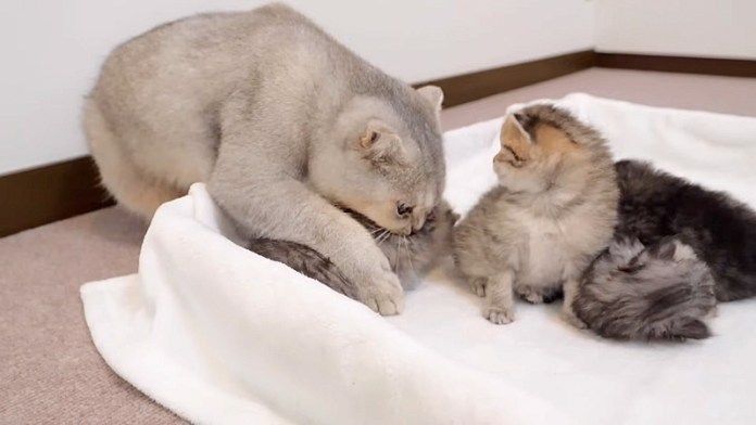 子猫を手助けする兄猫