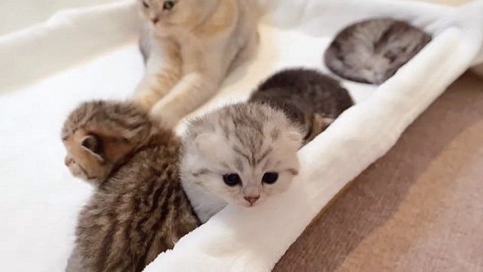 外に出たい子猫