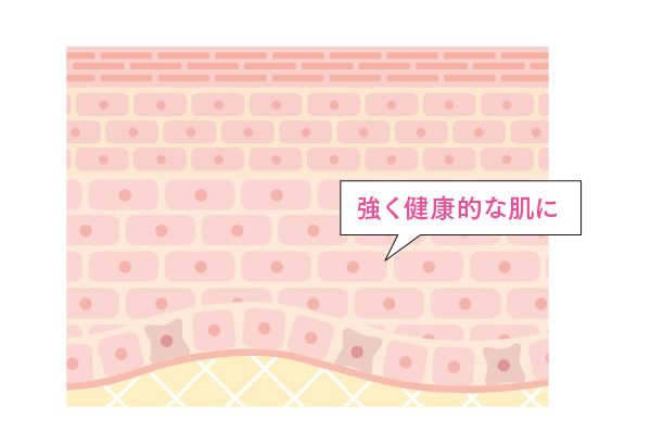 強く健康的な肌に