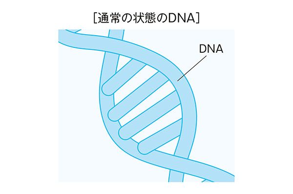 ［通常の状態のDNA］
