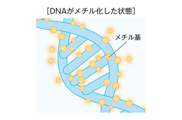［DNAがメチル化した状態］