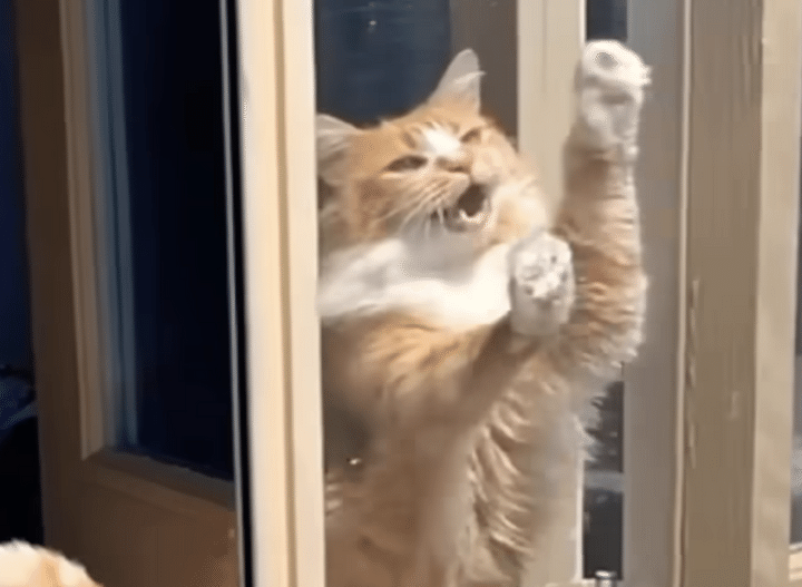 開いてるってば！「ドア開けてよぉー！」とお願いする猫さん。