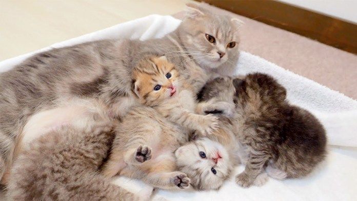 母猫をソファにする子猫