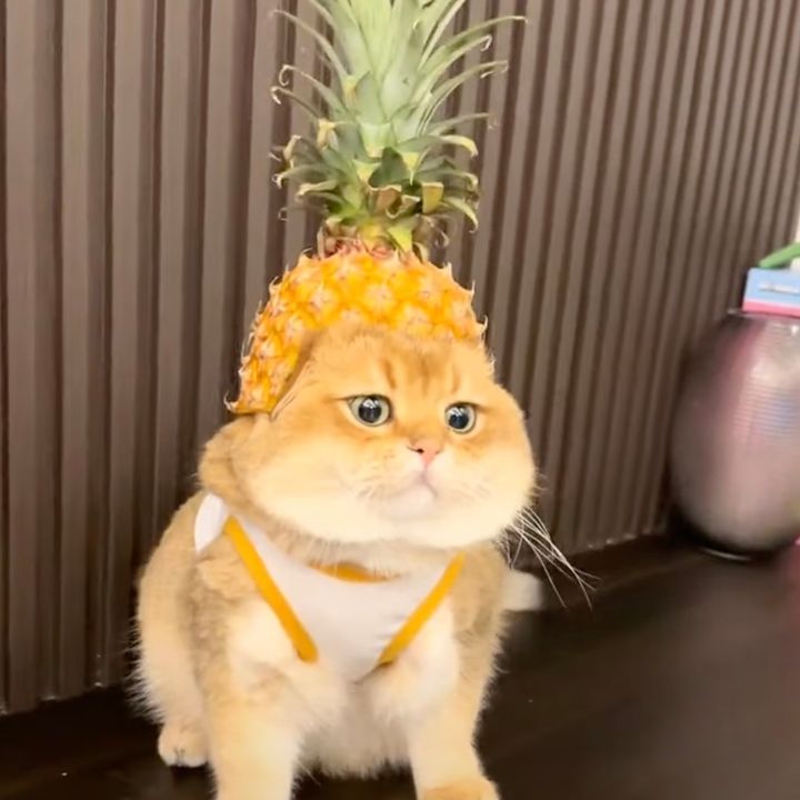 懐かしい感じの合体させられた猫、頭上の違和感に目を丸くする