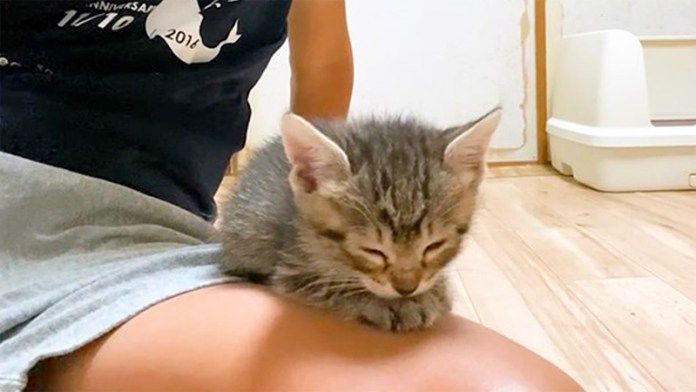 膝の上の子猫