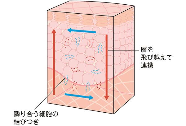 層を飛び越えて連携／隣り合う細胞の結びつき