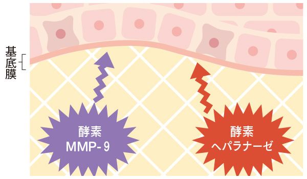 基底膜／酵素MMP-9／酵素へパラナーゼ
