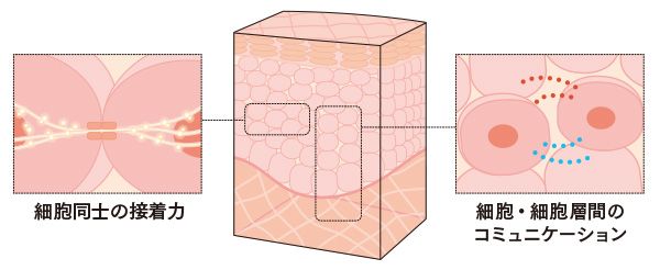 細胞同士の接着力／細胞・細胞層間のコミュニケーション